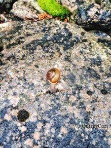 Flowerpot Island, snail, Rock