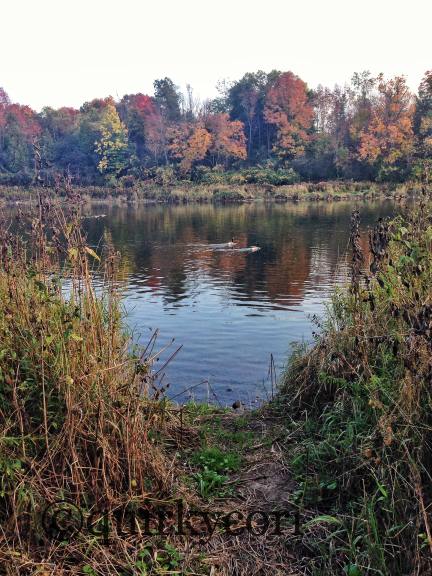 Cambridge, Ontario, Autumn, Canadian Geese, Grand River